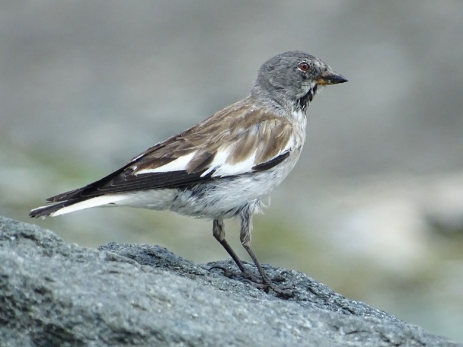 Sneeuwvink - Vogels - Sneeuwvink