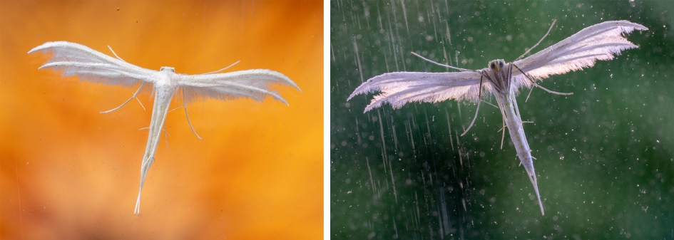 Sneeuwwitte vedermot - Geleedpotigen - Sneeuwwitte vedermot