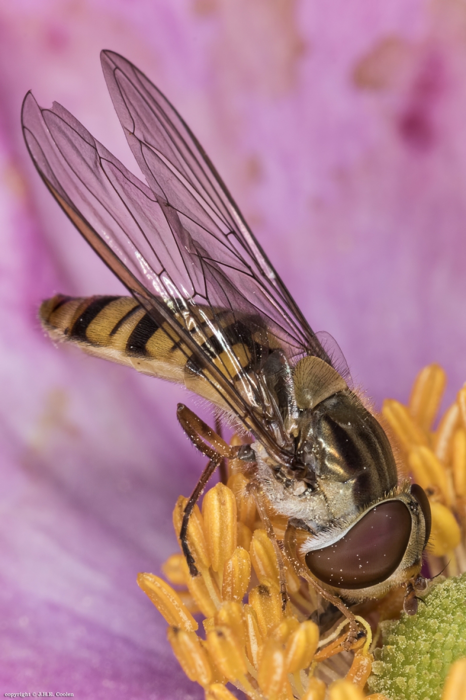 Snorzweefvlieg (Pyamazweefvlieg) - Geleedpotigen - Snorzweefvlieg (Pyamazweefvlieg)