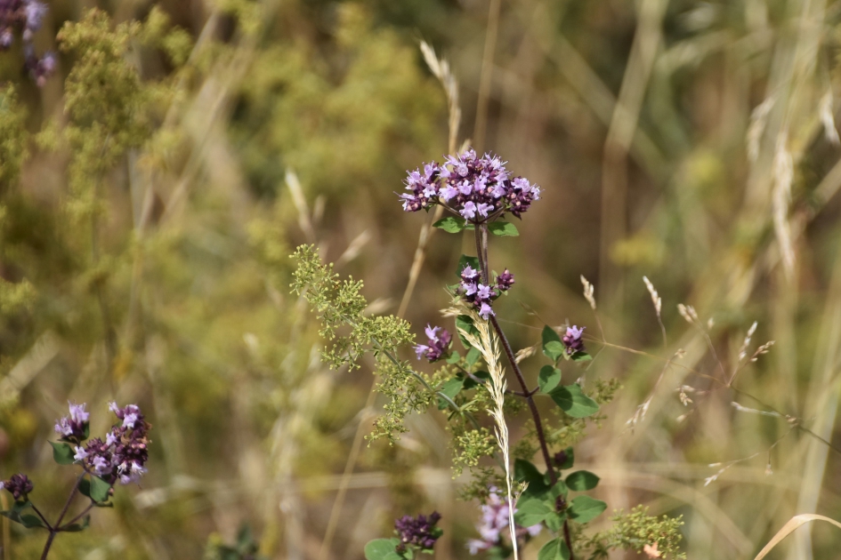 Sommige bermbloemen lukt het nog - Planten - 