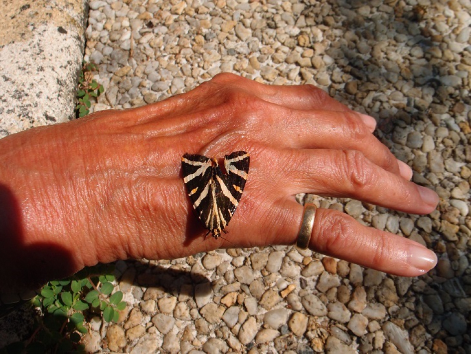 Spaanse Vlag op vlinderstruik - Geleedpotigen - Spaanse Vlag