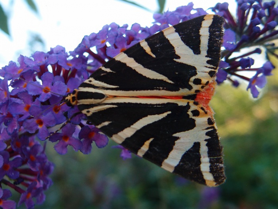 Spaanse Vlag op vlinderstruik - Geleedpotigen - Spaanse Vlag