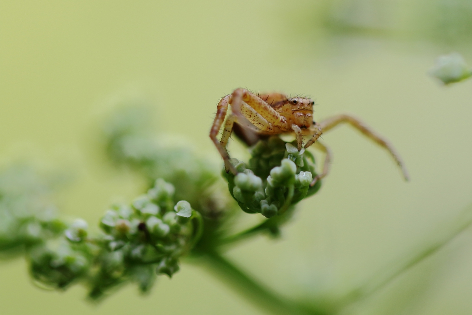 krabspin - Geleedpotigen - 