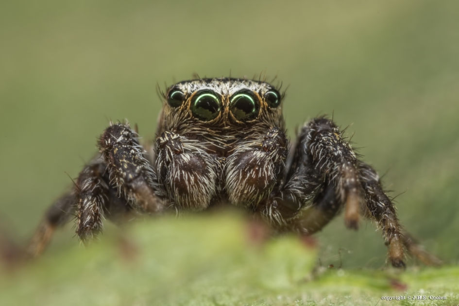 Springspin - Geleedpotigen - Springspin