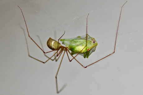 Sprinkhaan in verpakking