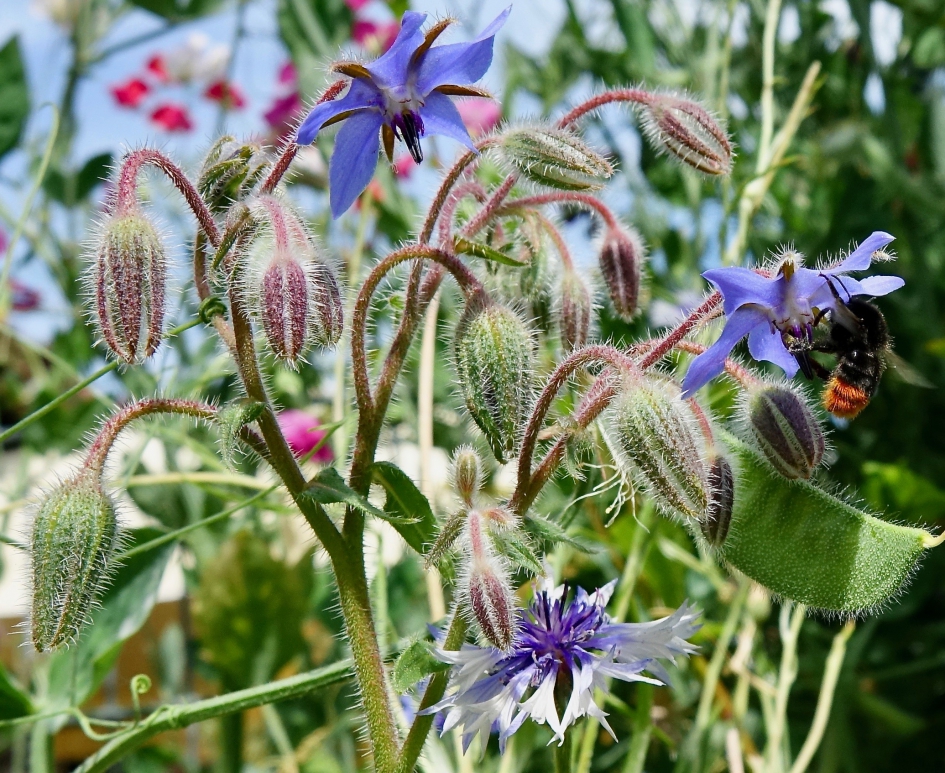 Steenhommel - Geleedpotigen - Steenhommel (waarschijnlijk)