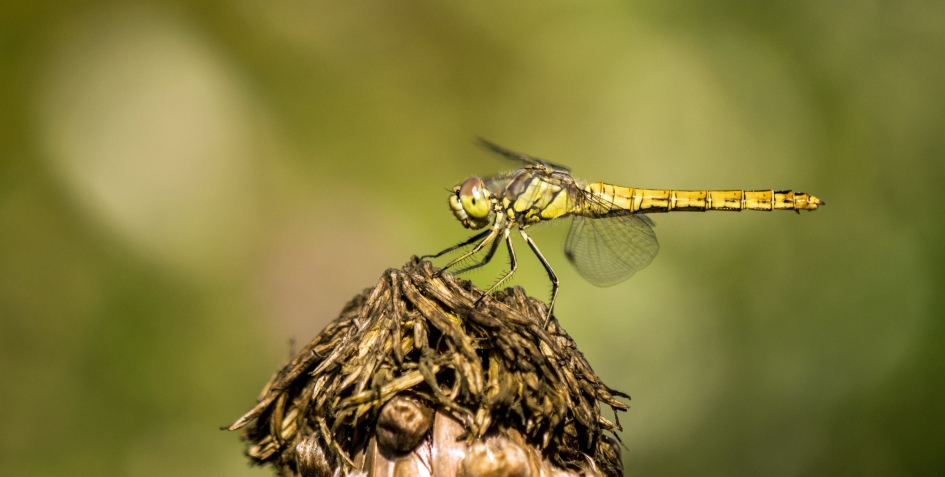 Heidelibel. - Geleedpotigen - Heidelibel.