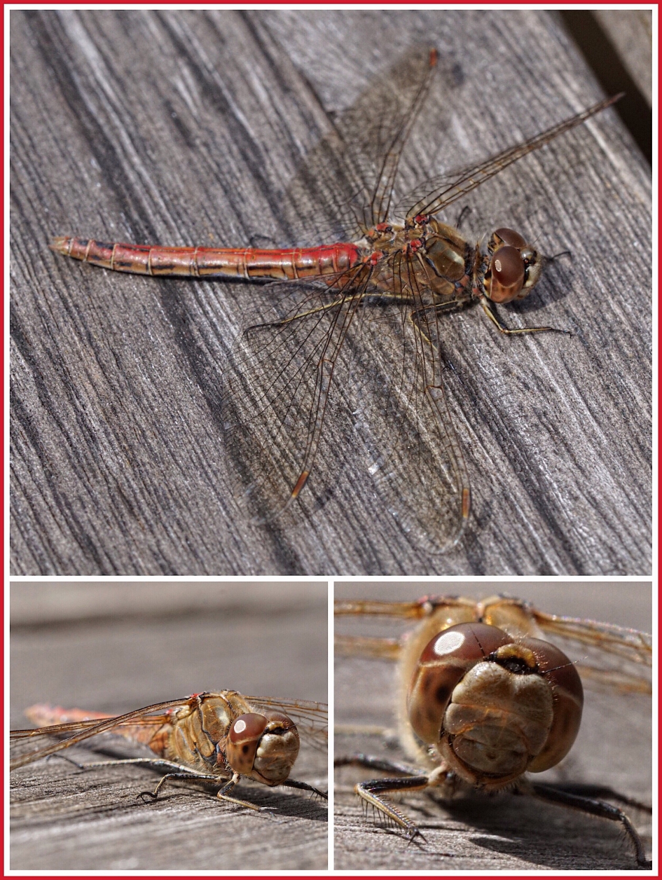 Steenrode heidelibel in tuin - Geleedpotigen - Steenrode Heidelibel