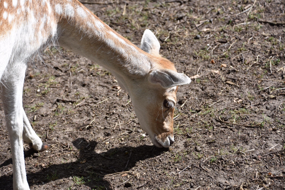 Straks is er meer te vinden - Zoogdieren - 