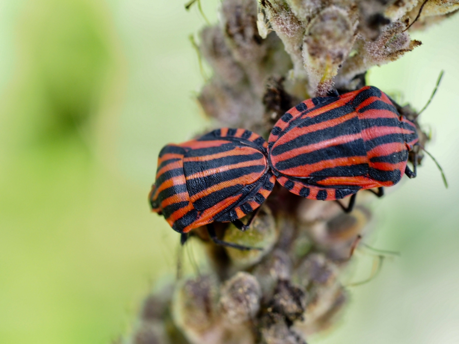 Streep op streep - Geleedpotigen - Pyamawants