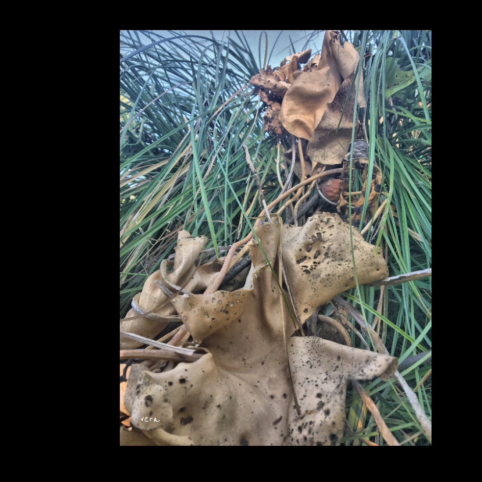 Sundried Gele Plomp - Planten - Gele Plomp