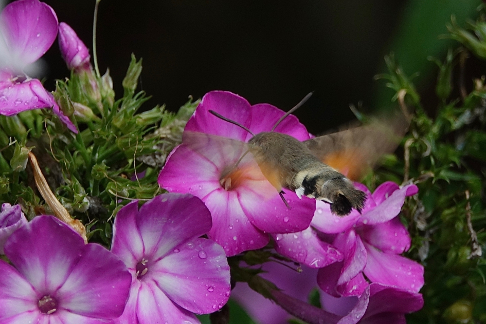 Tachtig vleugelslagen per seconde - Geleedpotigen - Kolibrievlinder
