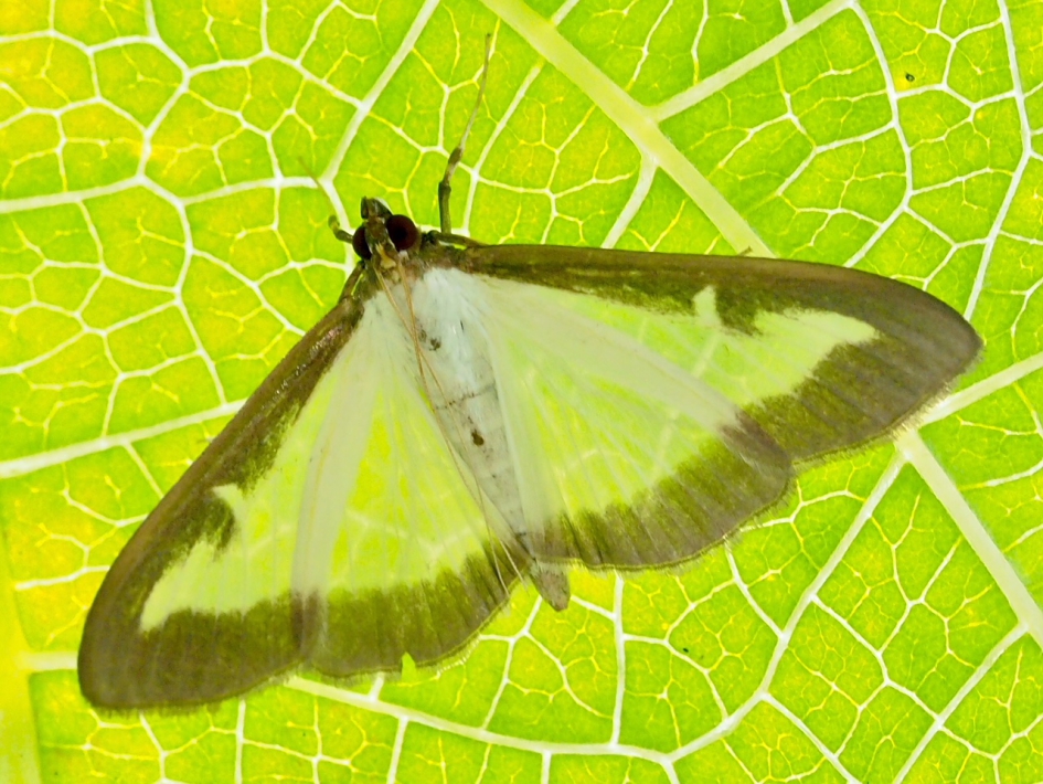 Tegenlicht - Geleedpotigen - Buxusmot