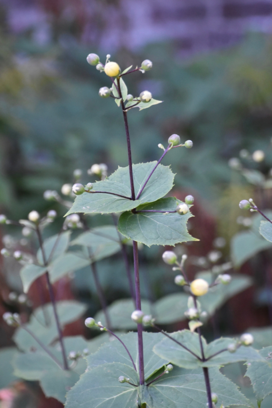 Toch nog bloeiende planten - Planten - 