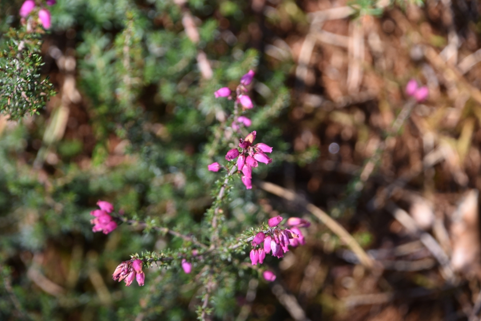Toch nog een lichtpuntje - Planten - 