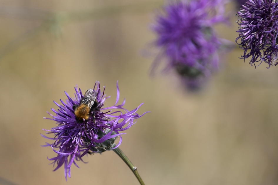 Toch nog iets dat bloeit - Geleedpotigen - 