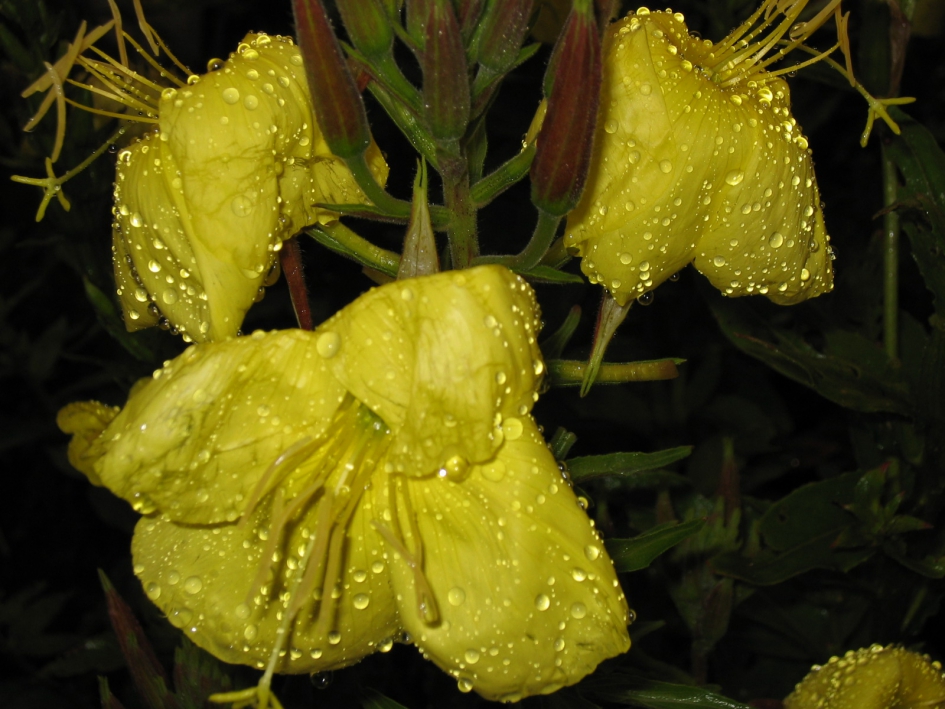 Toen het nog regende - Planten - Teunisbloem