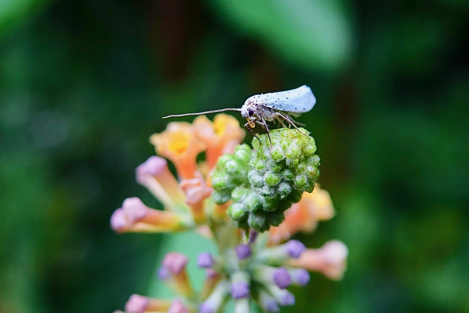 Tongetje - Geleedpotigen - Stippelmot