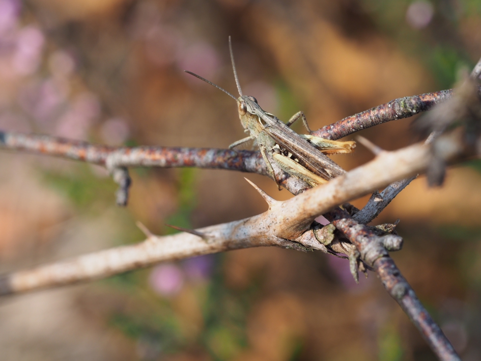 Tussen de doorns - Geleedpotigen - Zou het tandradje kunnen zijn....