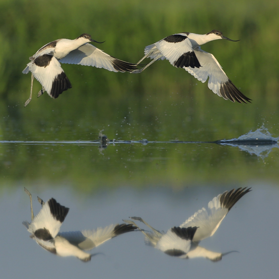 Twee Kluten ... - Vogels - Kluut