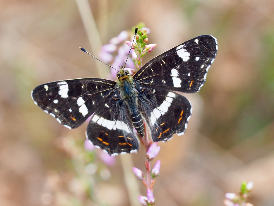 Tweede of derde generatie!? - Geleedpotigen - Landkaartje