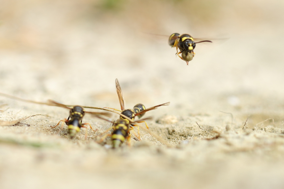 urntjeswespen -foto 5 van 5- - Geleedpotigen - 