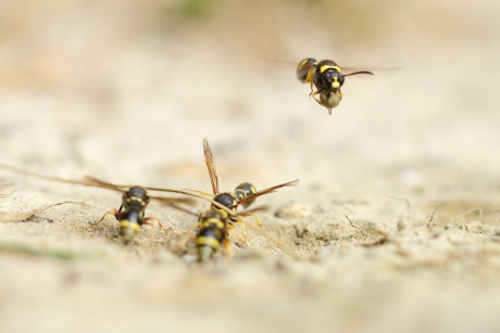 urntjeswespen -foto 5 van 5-