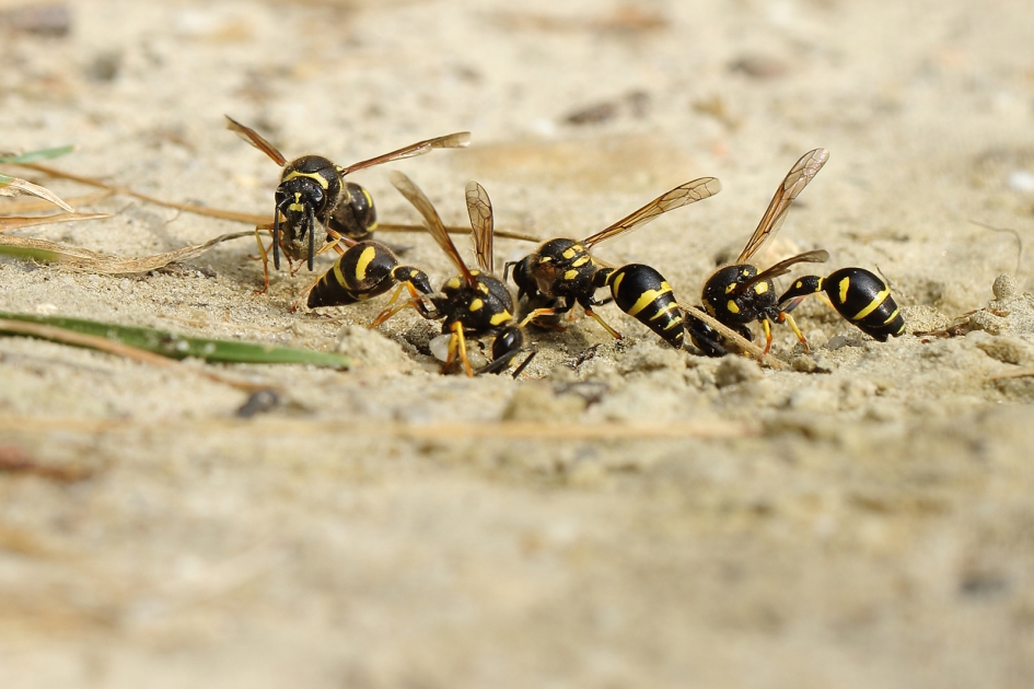 urntjeswespen -foto 4 van 5- - Geleedpotigen - 