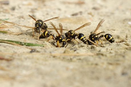 urntjeswespen -foto 4 van 5-