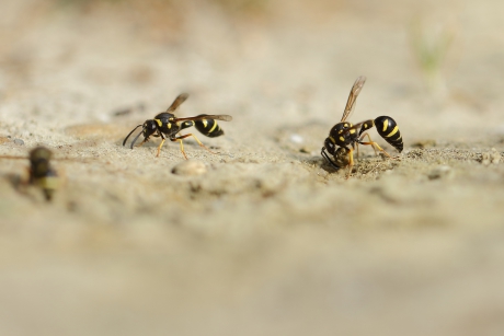 urntjeswespen -foto 3 van 5-