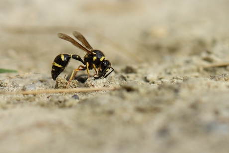 urntjeswespen -foto 1 van 5-