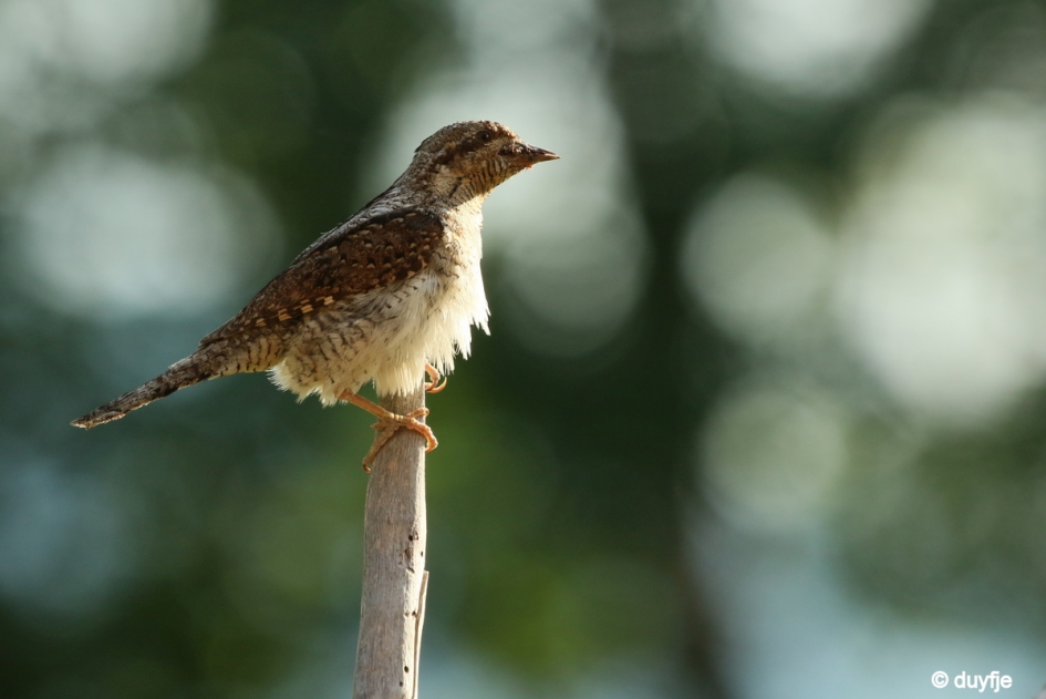 Van achter het raam - Vogels - Draaihals