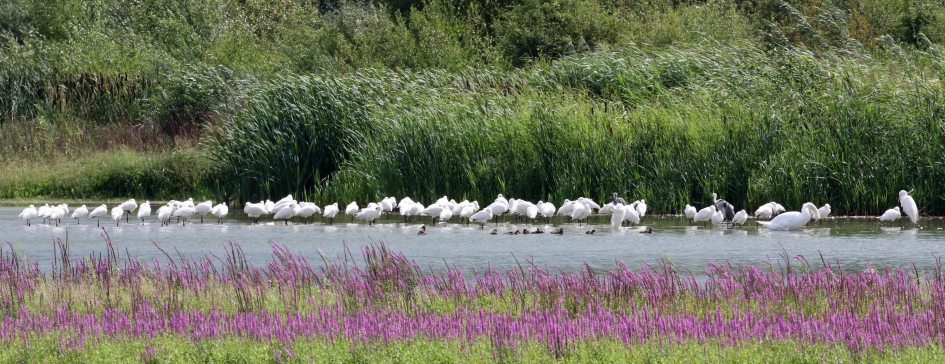Veel lepelaars - Vogels - 