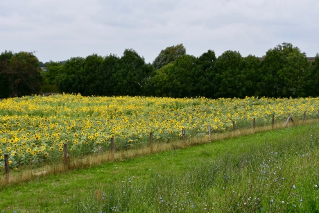 Veld zonnebloemen