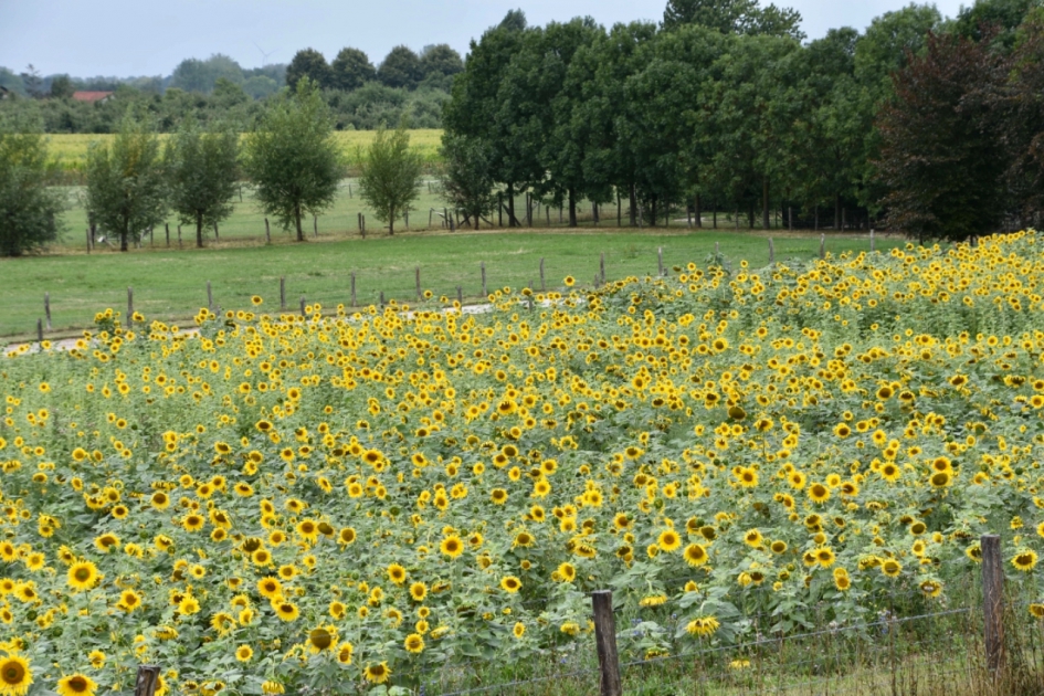 Veld zonnebloemen - Planten - 