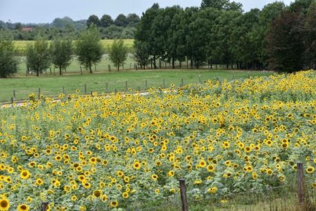 Veld zonnebloemen