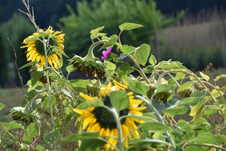 Veld zonnebloemen