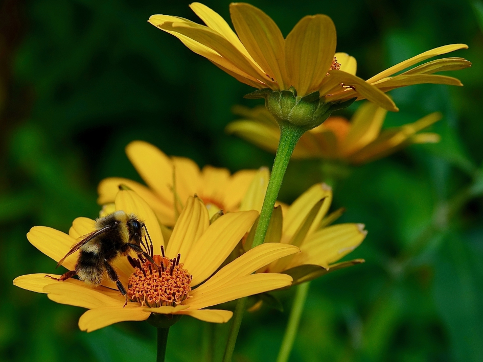 Veldwerk - Geleedpotigen - Veldhommel (waarschijnlijk)