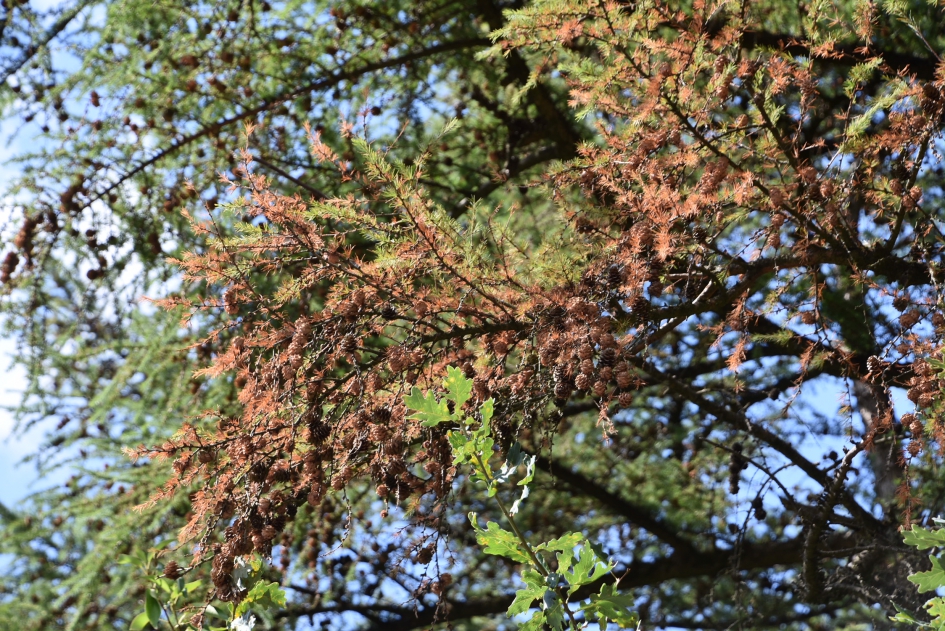 Verdroogde larix tak - Planten - 