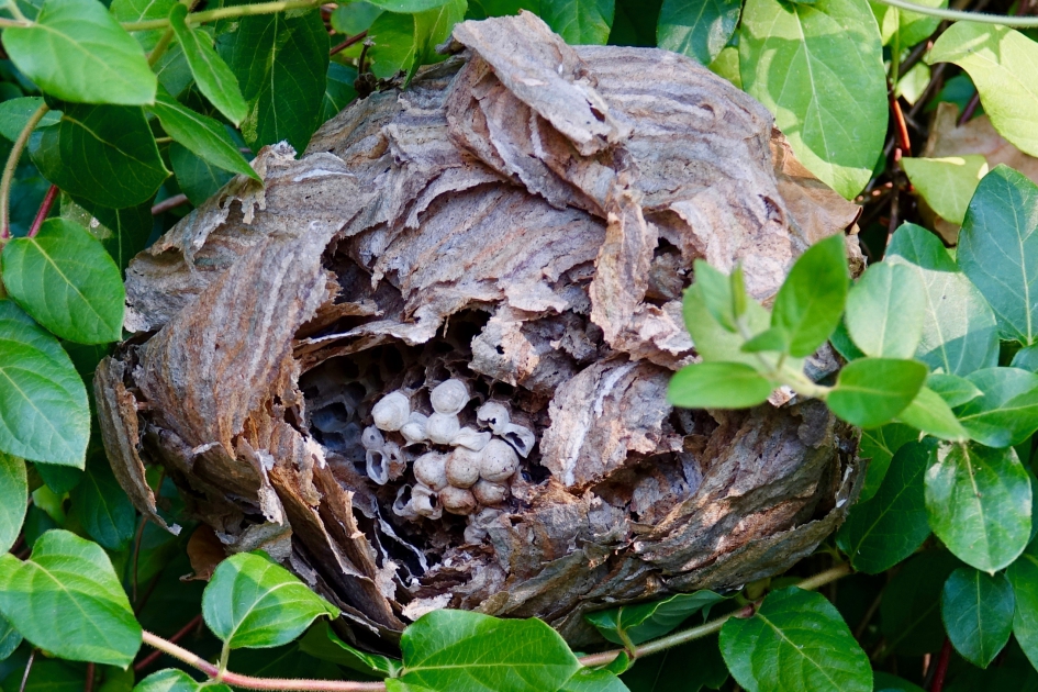 Verlaten wespennest - Geleedpotigen - Wesp