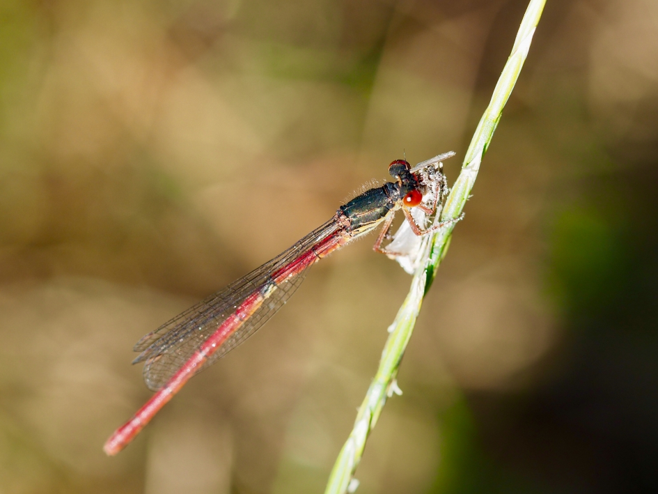 Verorberen - Geleedpotigen - Koraaljuffer
