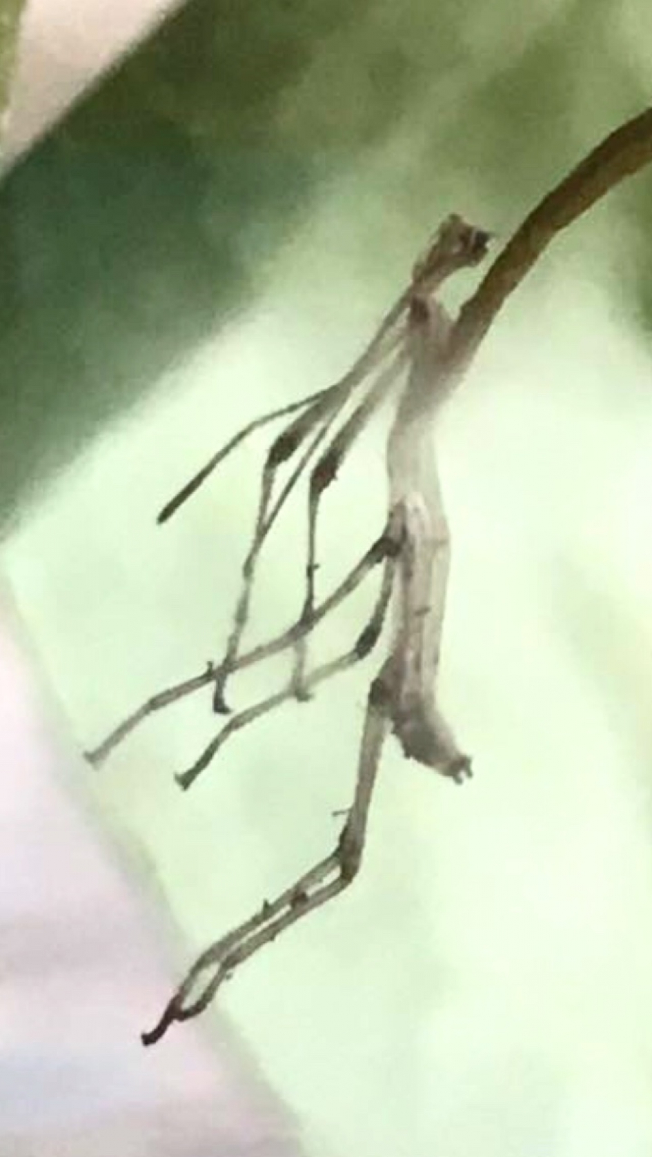 Verveld - Geleedpotigen - Indische Wandelende tak