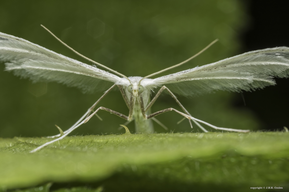 Vijfvingerige vedermot - Geleedpotigen - Vijfvingerige vedermot