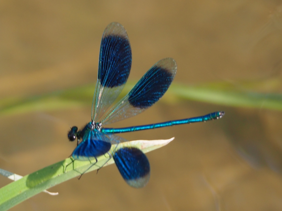 Vlaggenparade - Geleedpotigen - Weidebeekjuffer man