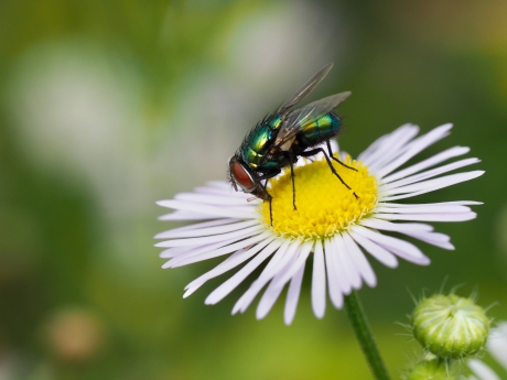 Vleesvlieg...toch mooi
