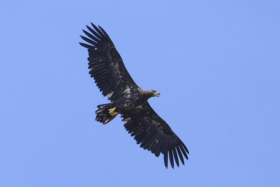 Vliegende deur - Vogels - Zeearend