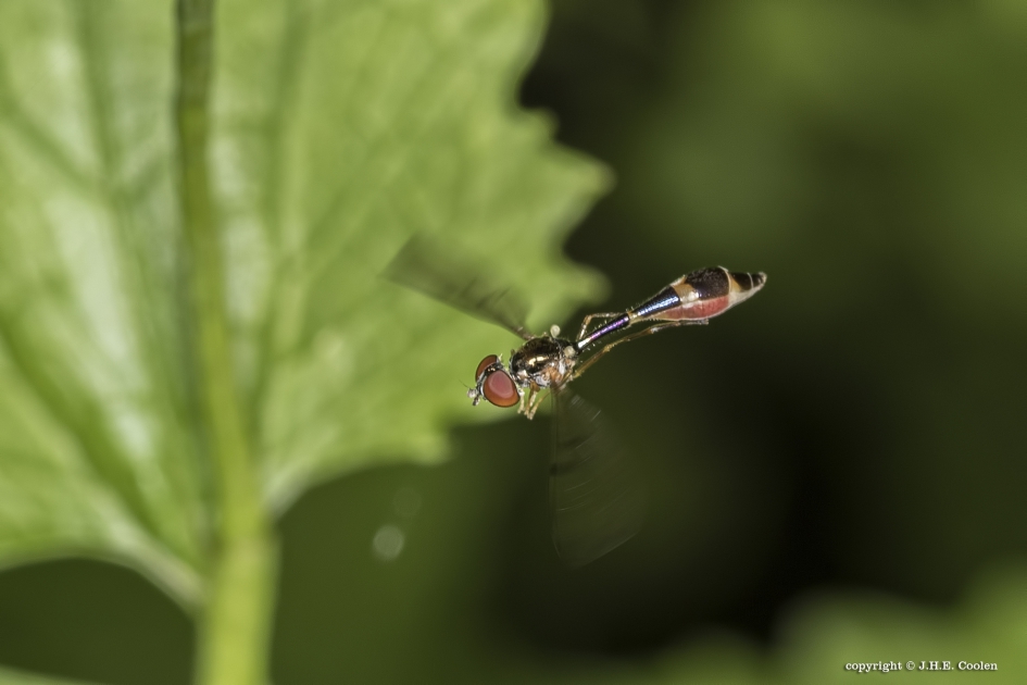 Vliegende speld - Geleedpotigen - Vliegende speld