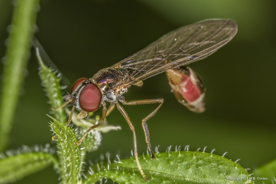 Vliegende speld (Baccha elongata) - Geleedpotigen - Vliegende speld