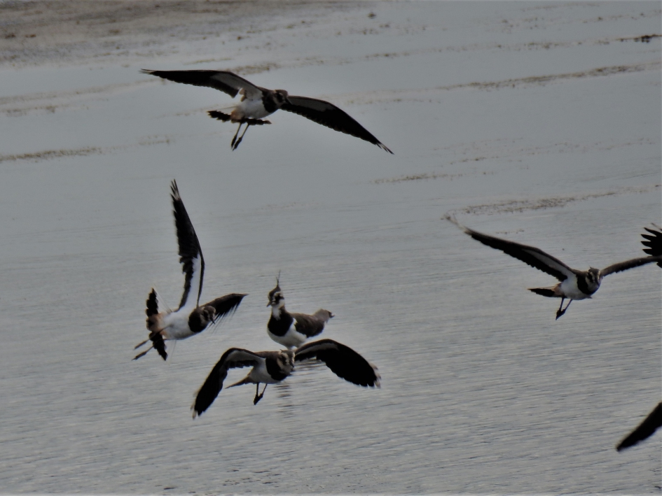 Vlucht kieviten - Vogels - Kievit