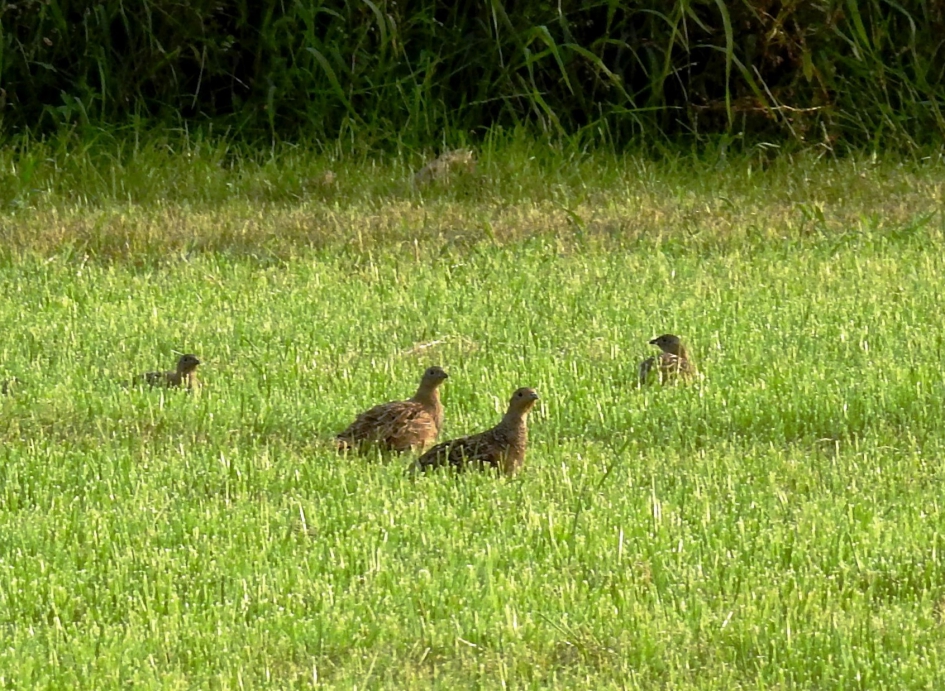 Vlucht patrijzen - Vogels - Patrijs
